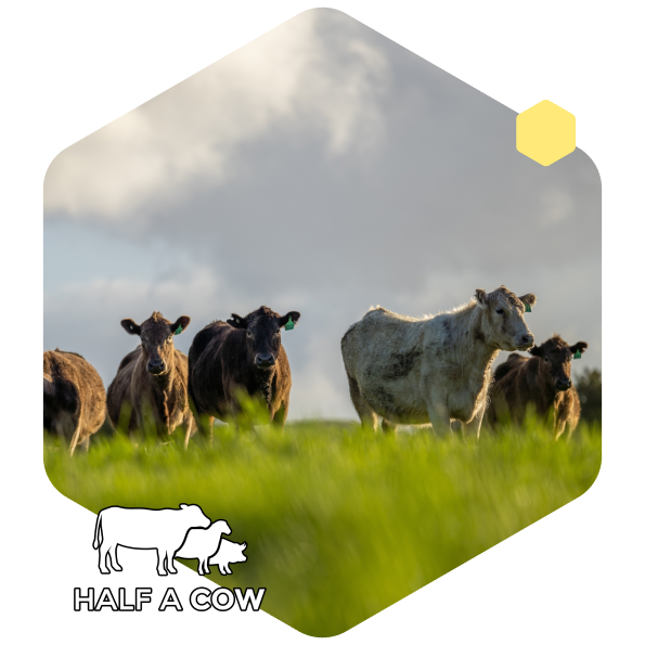 Half a Cow Case Study